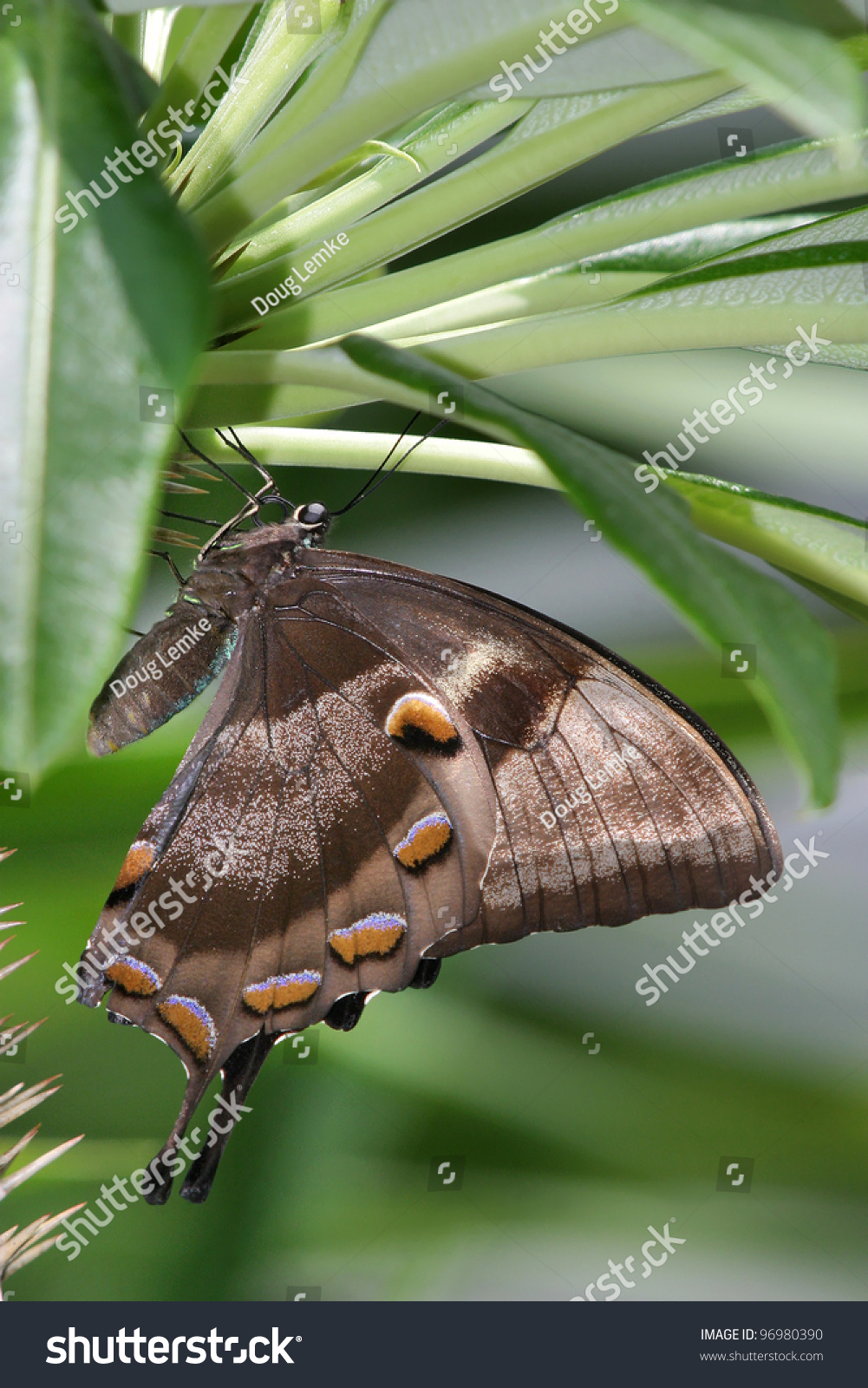 Butterfly Papilio Ulysses Blue Mountain Swallowtail Stock Photo ...