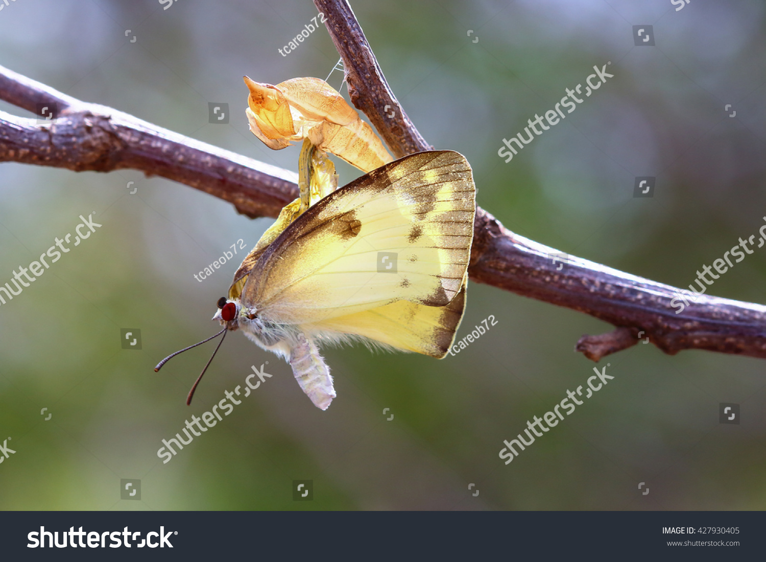 Butterfly Perched On A Pupa Stock Photo 427930405 : Shutterstock