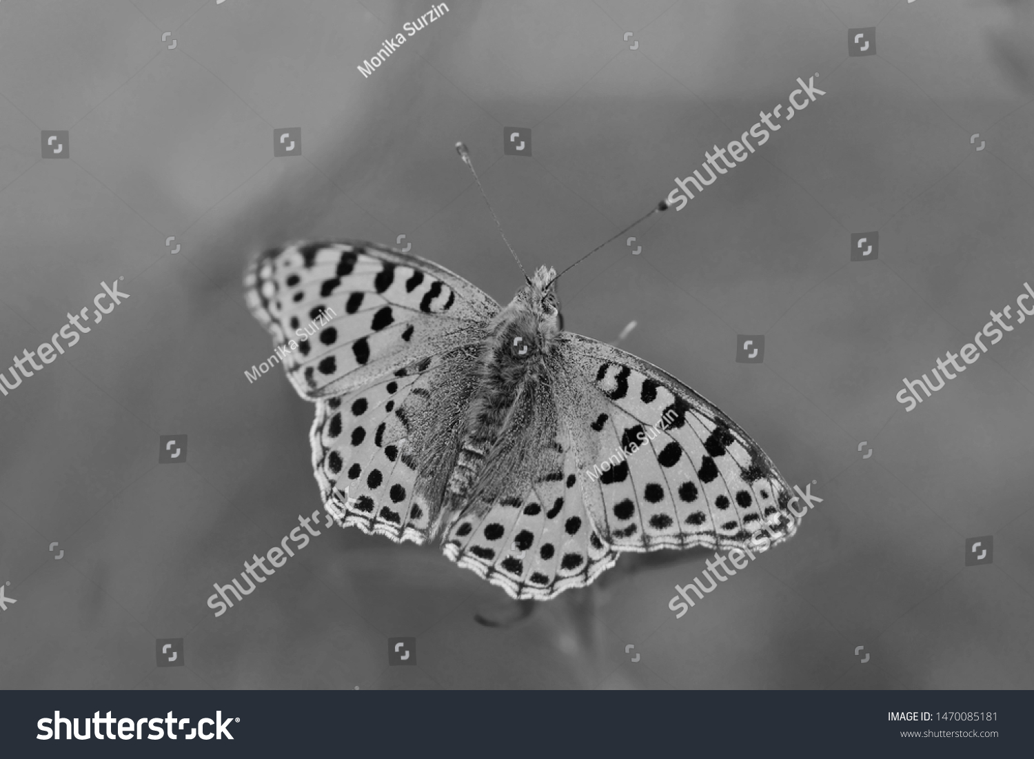 Butterfly Queen Spain Fritillary Sitting On Stock Photo Edit Now