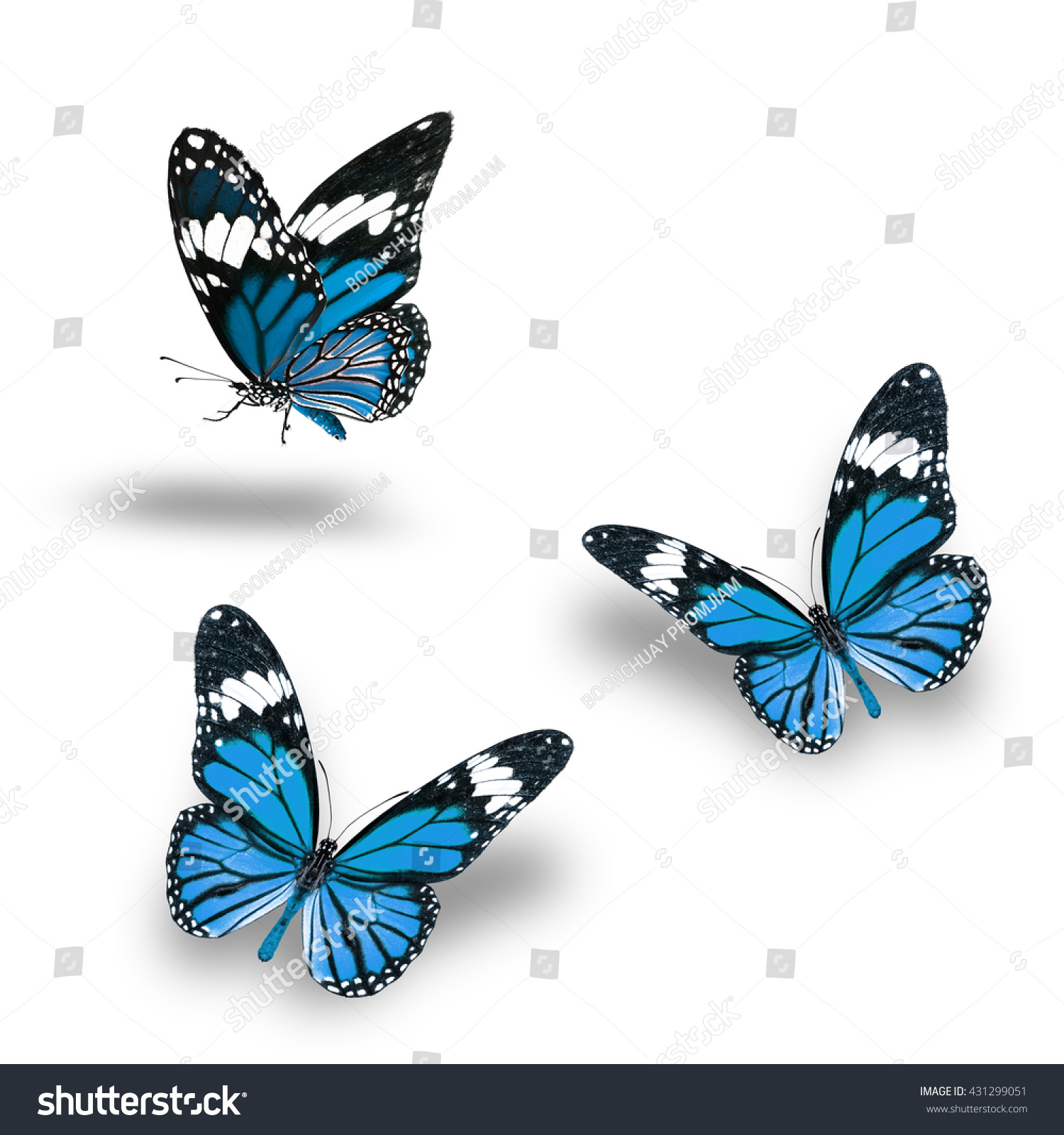 Butterfly Set, Beautiful Blue Butterflies Flying Up. Stock Photo 