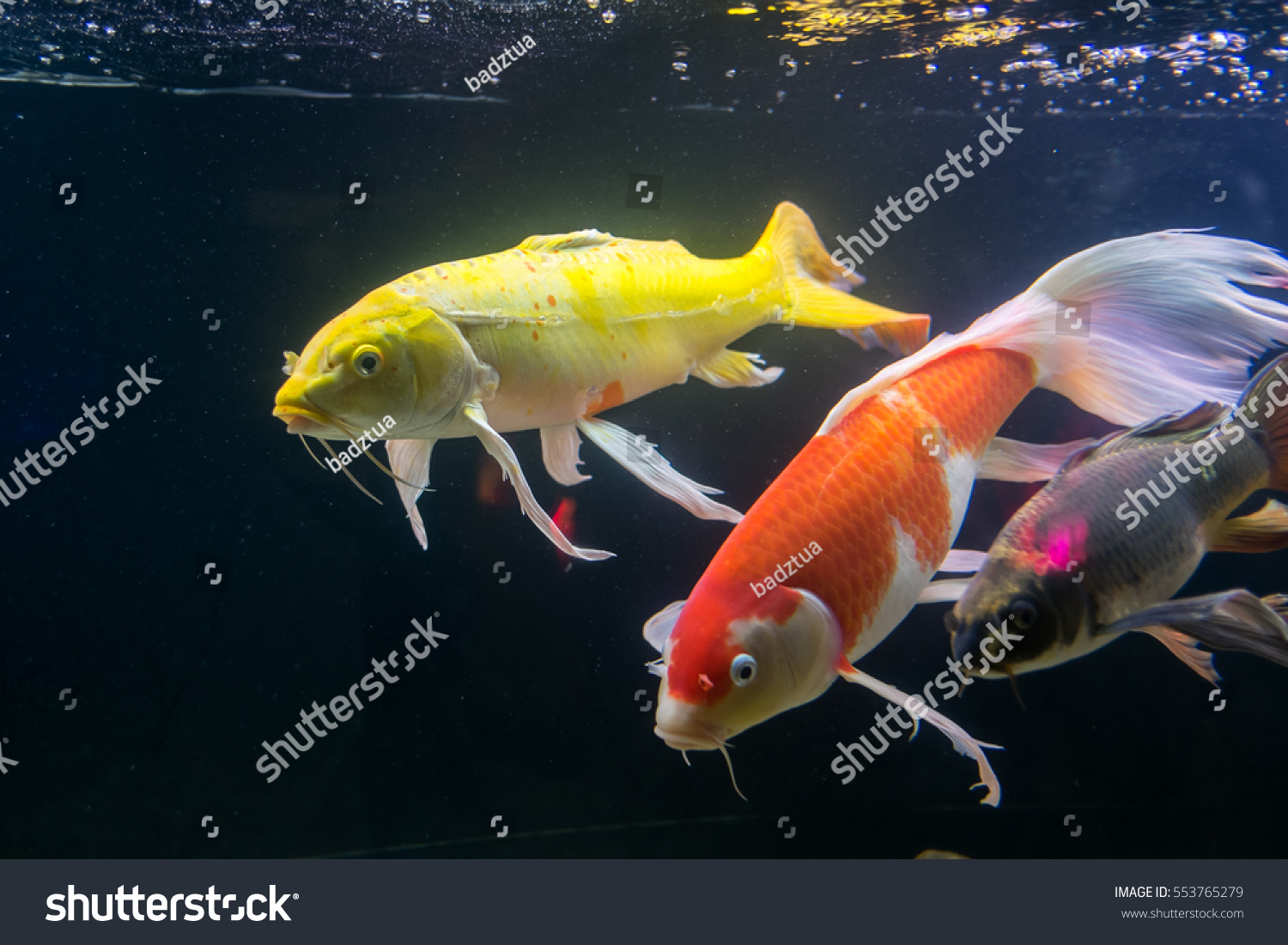 Buttery Koi Cyprinus Carpio Fish Thai Stockfoto Jetzt Bearbeiten