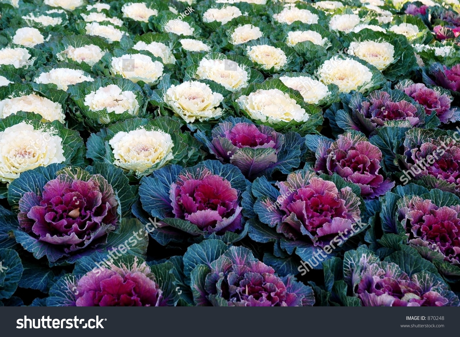 Cabbage Flowers Stock Photo 870248 : Shutterstock