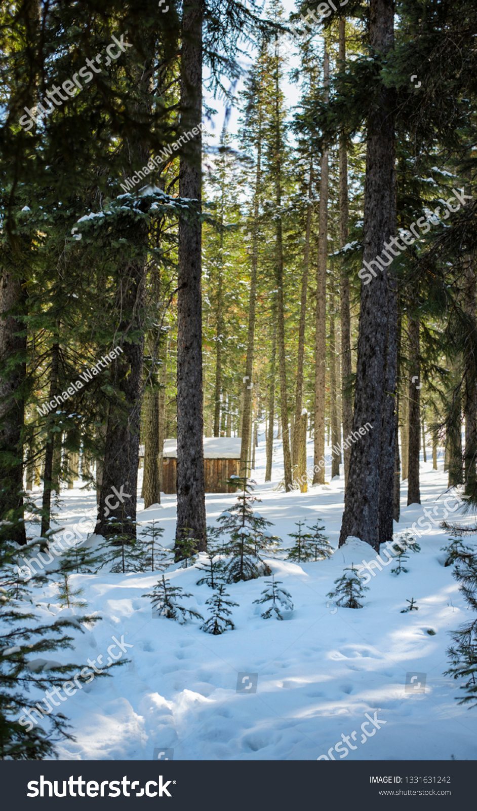 Cabin Snowy Woods Snowy Forest Tall Stock Photo Edit Now 1331631242