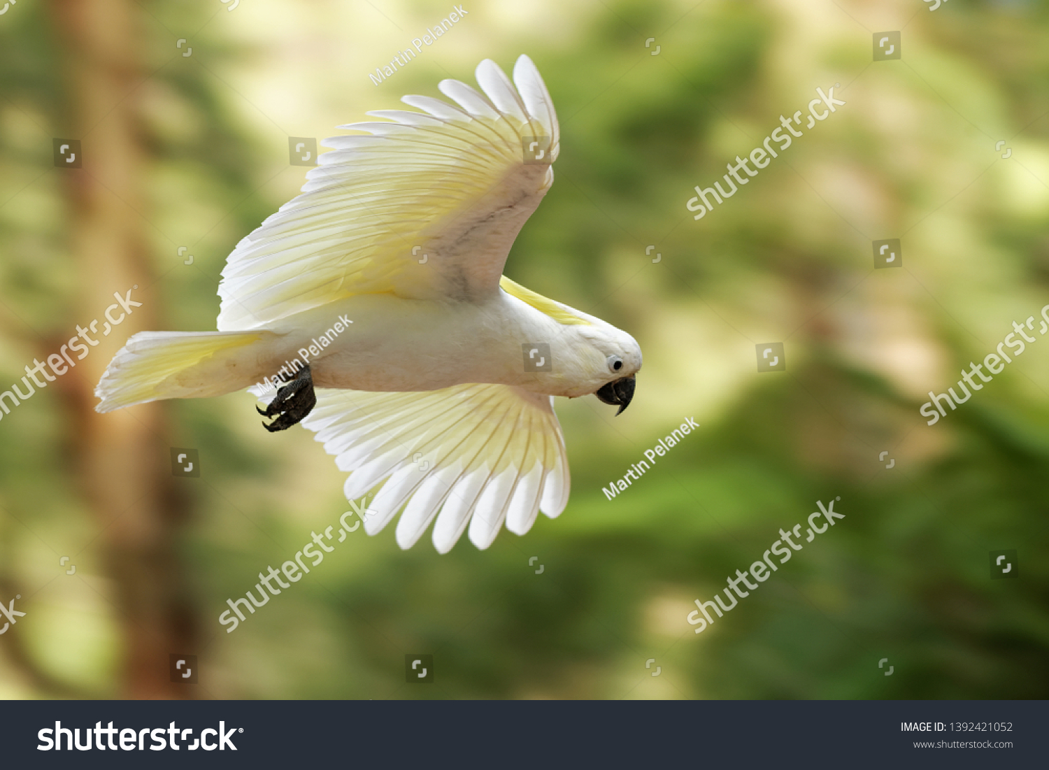 3,425 Cacatua galerita Images, Stock Photos & Vectors | Shutterstock