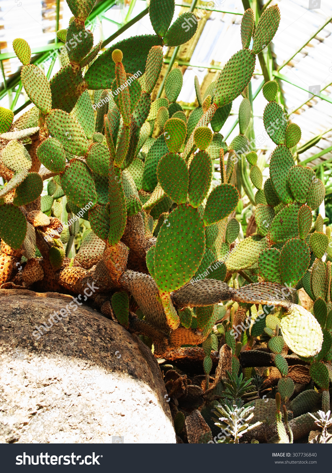 Cacti Succulent Flat Shaped Enlarge Spiny Stock Photo Edit Now 307736840