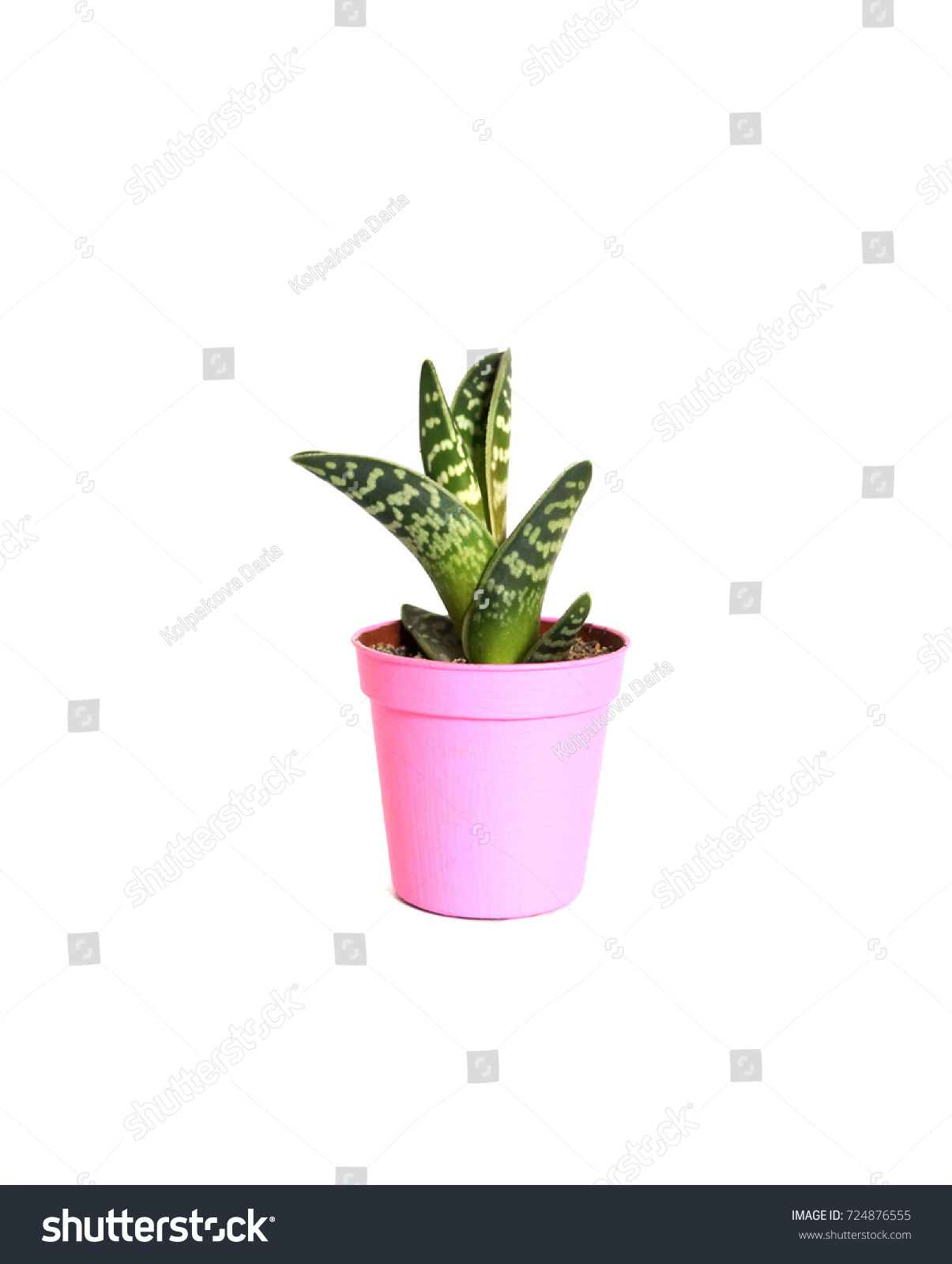 Cactus Succulent Collection One Pot Flower Stock Photo Edit Now 724876555