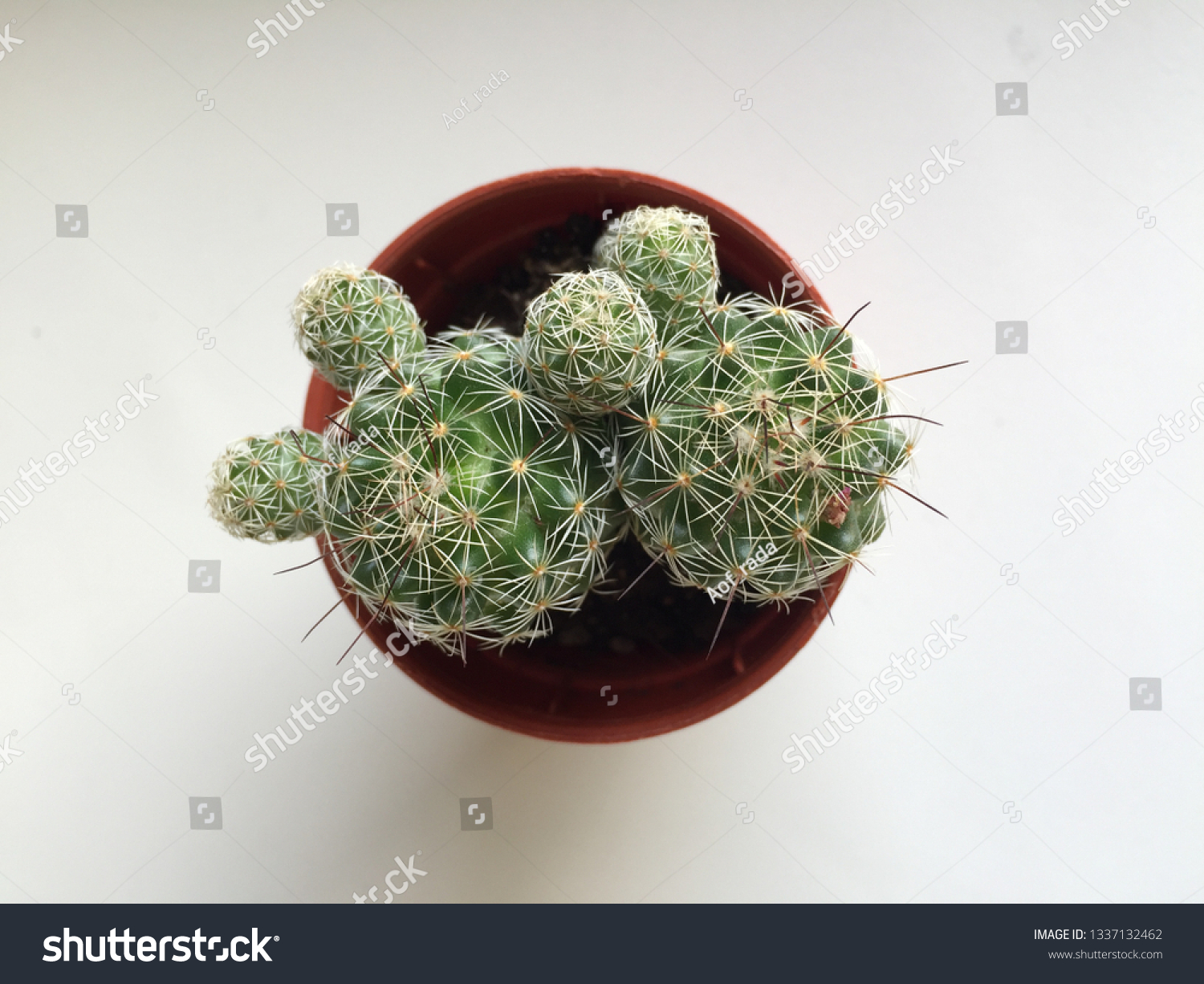 Cactus Succulent Plants Little Pot How Stock Photo Edit Now 1337132462