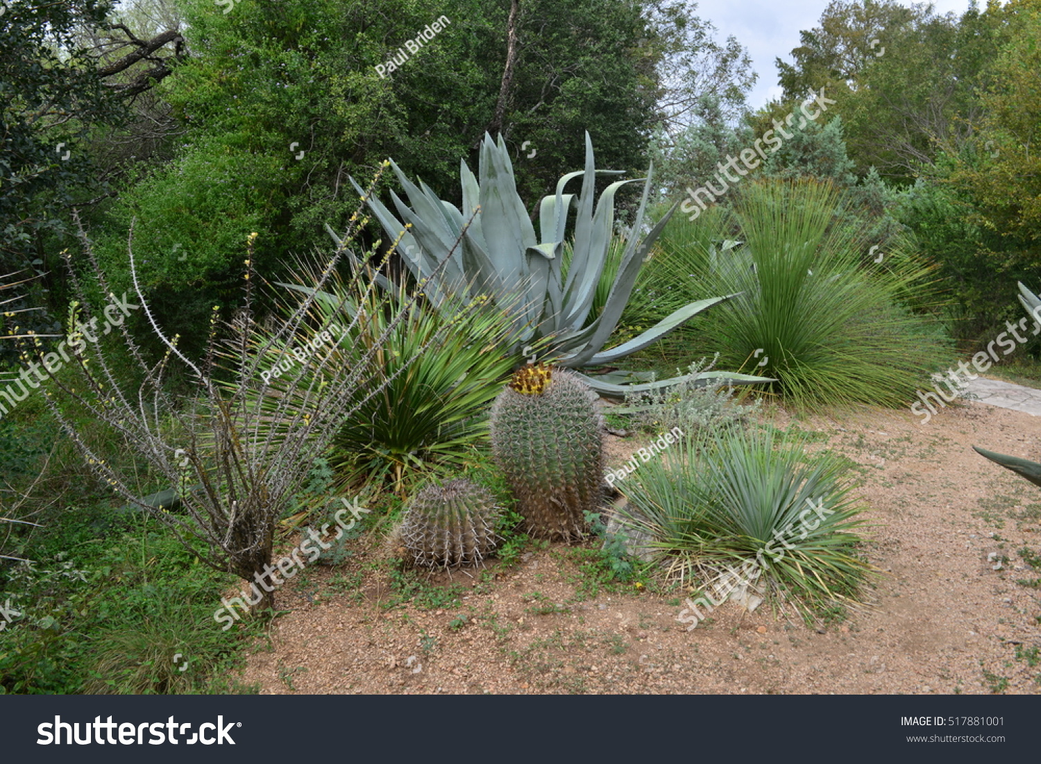 Cactus Botanical Gardens Texas Stock Photo 517881001  Shutterstock