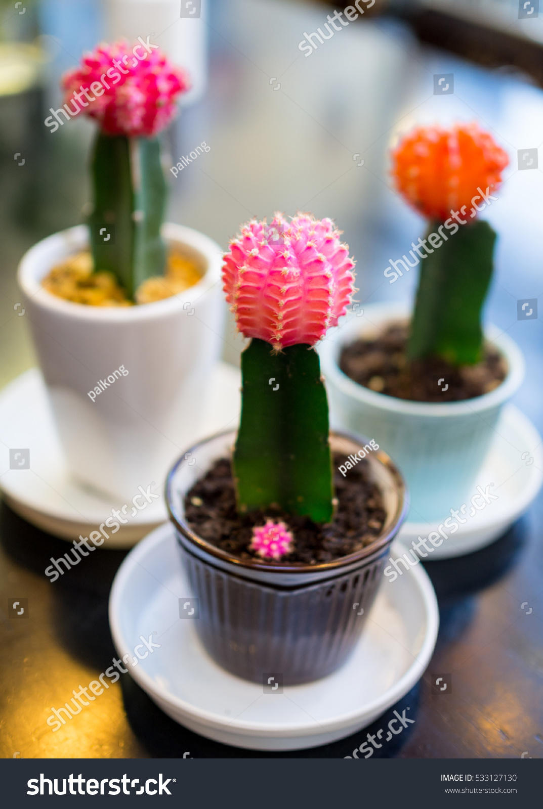 Cactus Flower Cute Small Pots Nature Stock Image