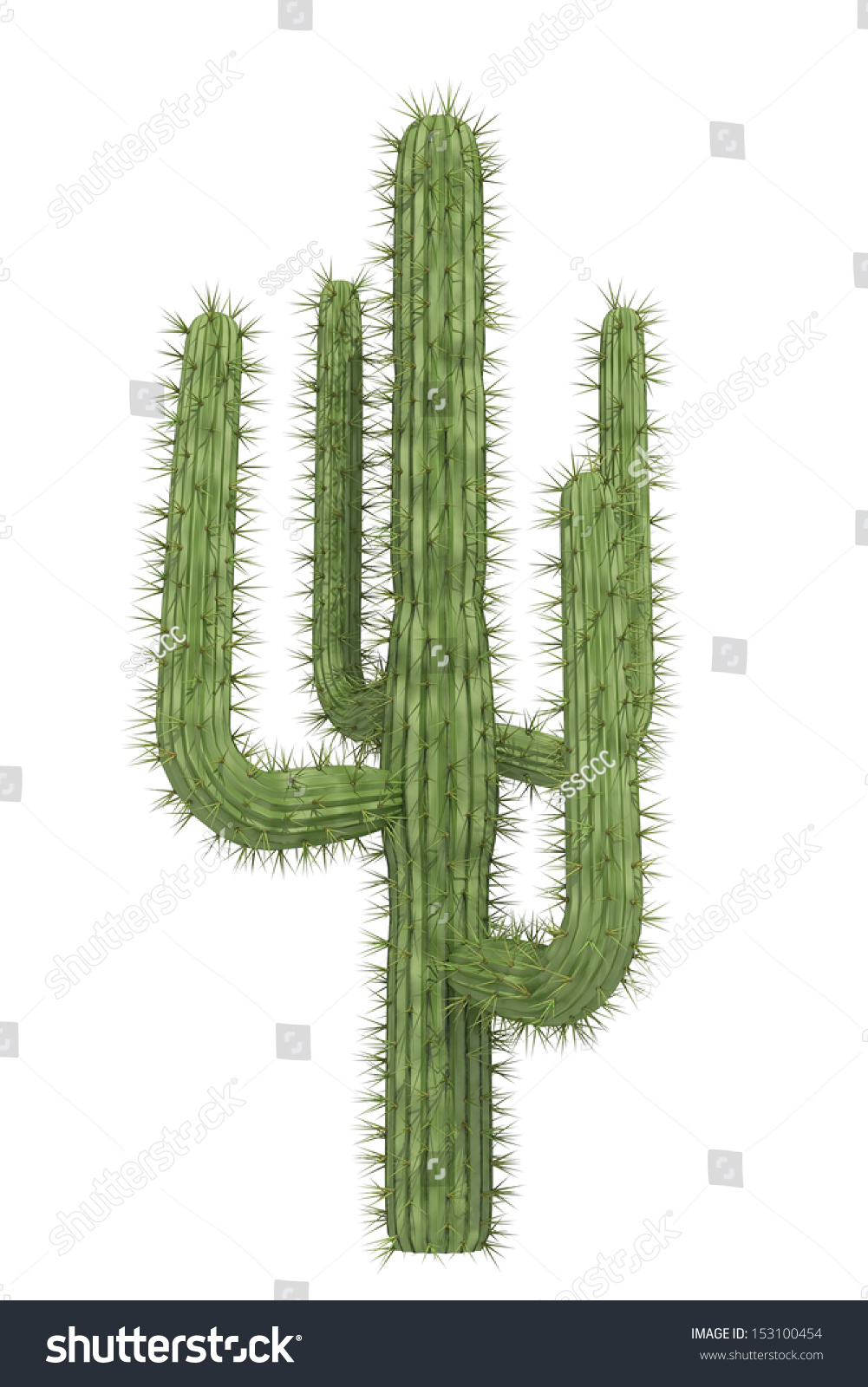 Cactus On White Background Stock Illustration 153100454 | Shutterstock