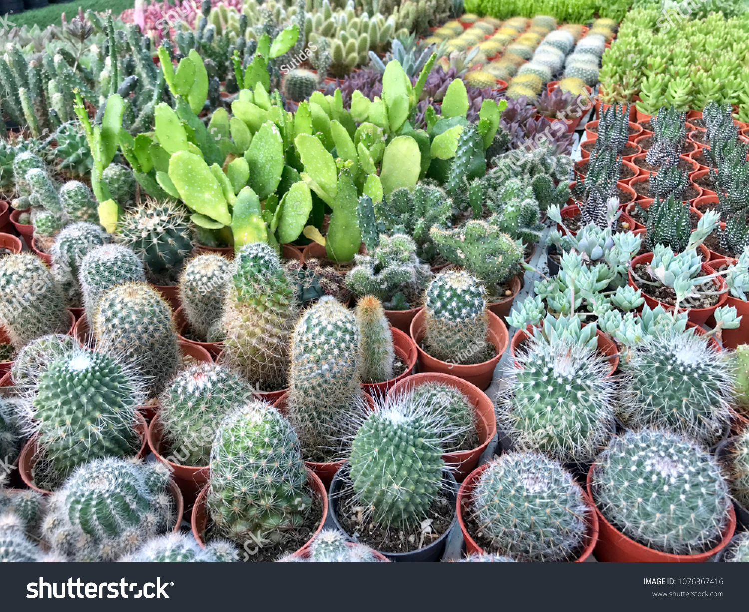 Cactus Plant Plastic Tree Pot Home Stock Photo Edit Now 1076367416