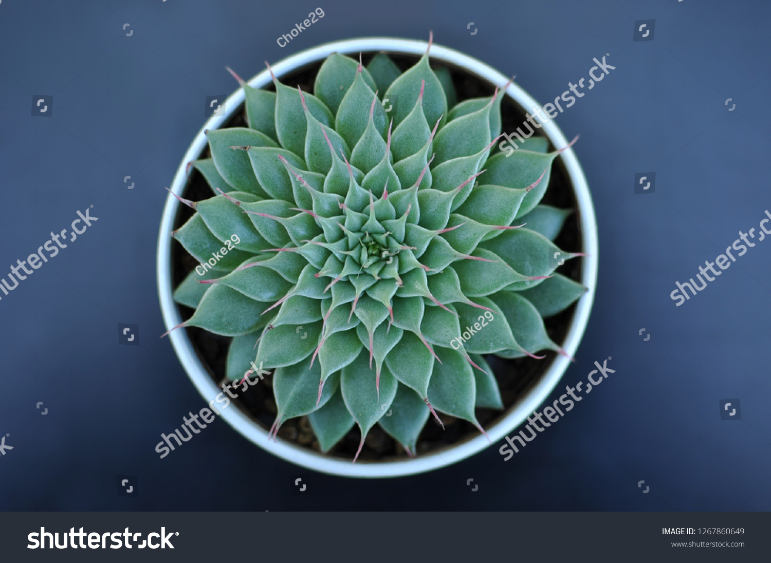 Cactus Plant Top View Isolated On Stock Photo (Edit Now) 1267860649