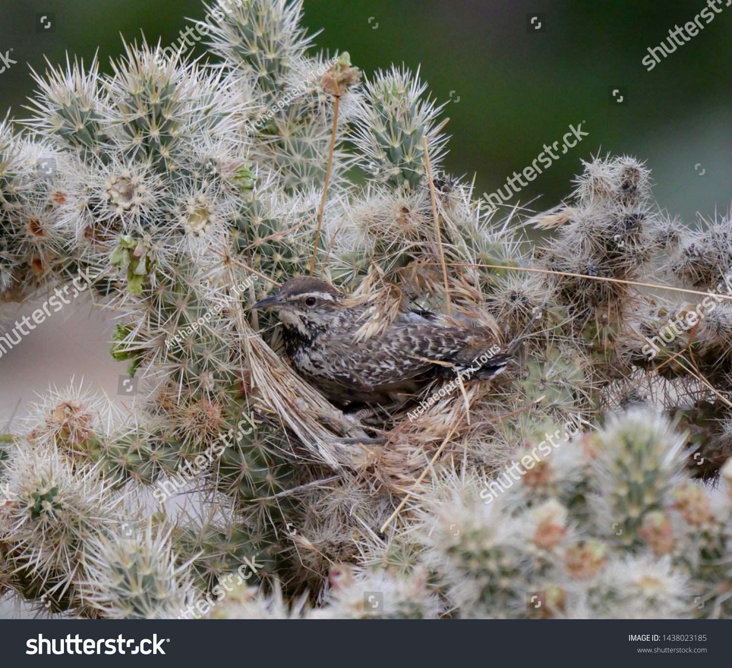 Cactus Wren Building Nest Joshua Tree Stock Photo Edit Now