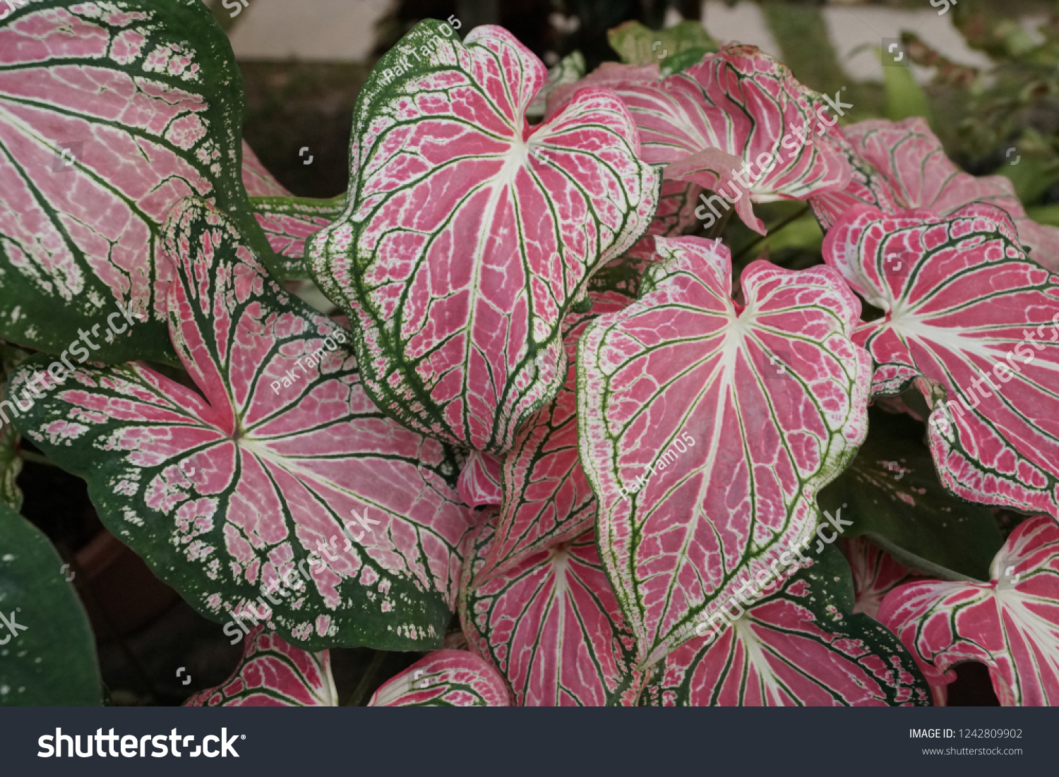 Caladium Thai Beauty Usually Have Pink Stock Photo Edit Now 1242809902