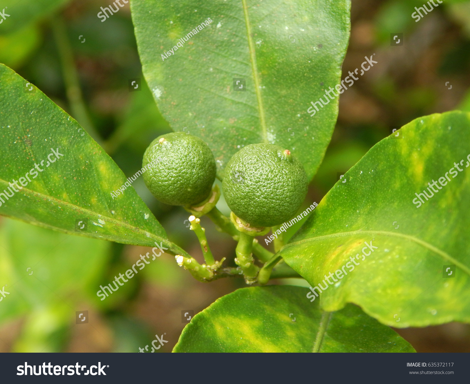 Calamondin Citrus Microcarpa Local South East Stock Photo (Edit Now ...