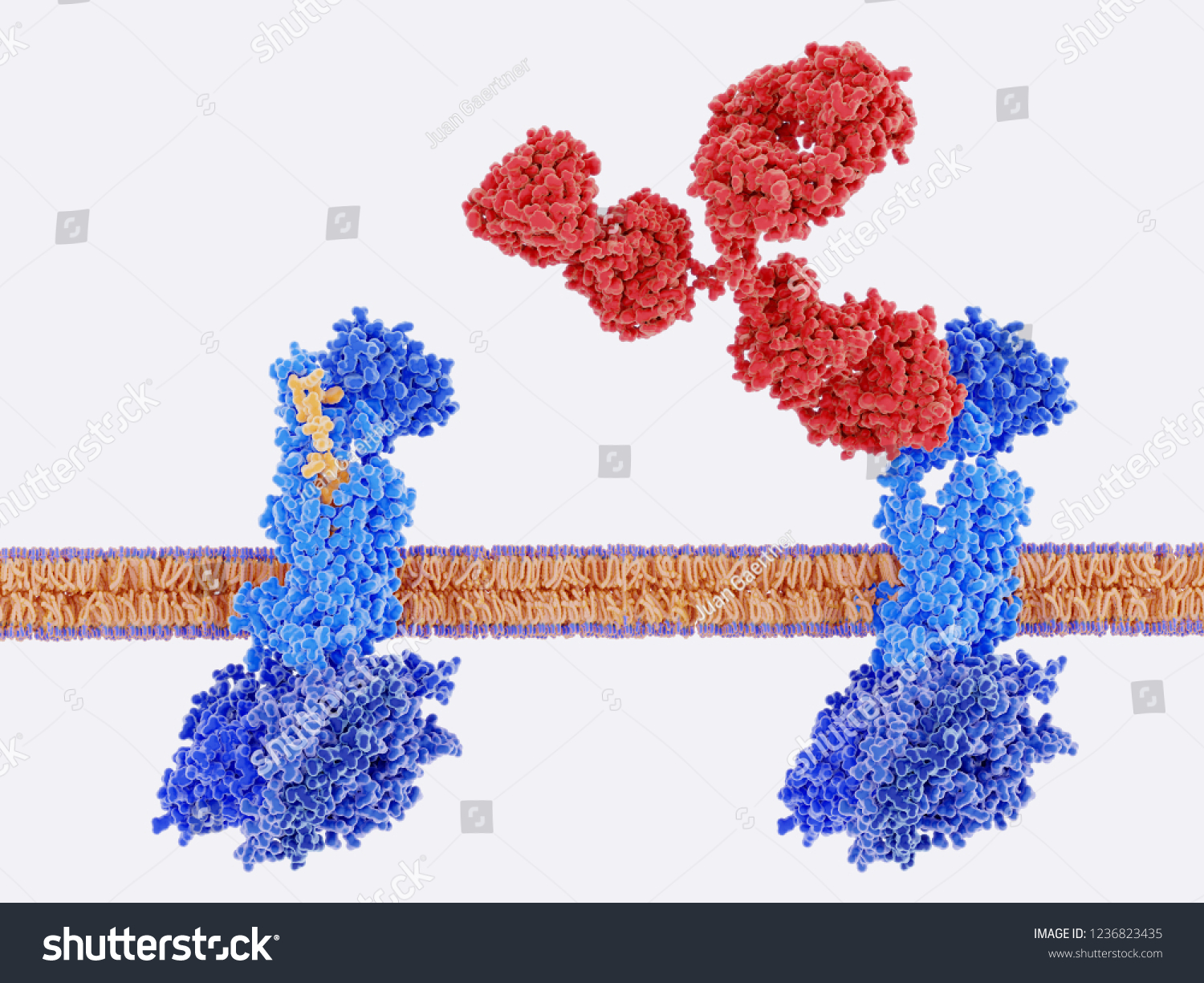 カルシトニン遺伝子関連ペプチド Cgrp 黄色 は その受容体 左 に結合し モノクローナル抗体 赤 は Cgrp受容体を阻害する そのブロッキングは片頭痛発作の量を減らす 3dレンダリング のイラスト素材