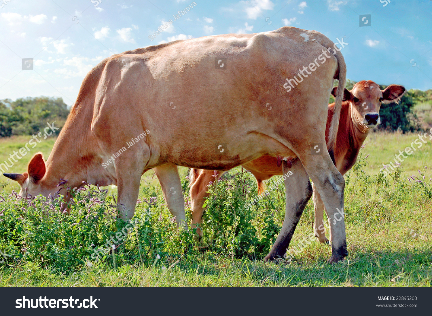 Calf Looks Out Behind Caw Stock Photo 22895200 - Shutterstock