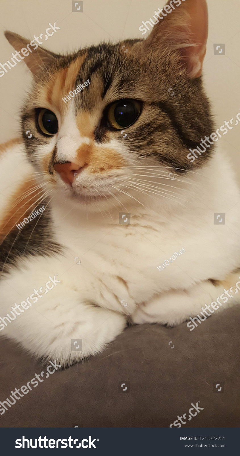 Calico Cat Sitting On Grey Couch Stock Photo Edit Now