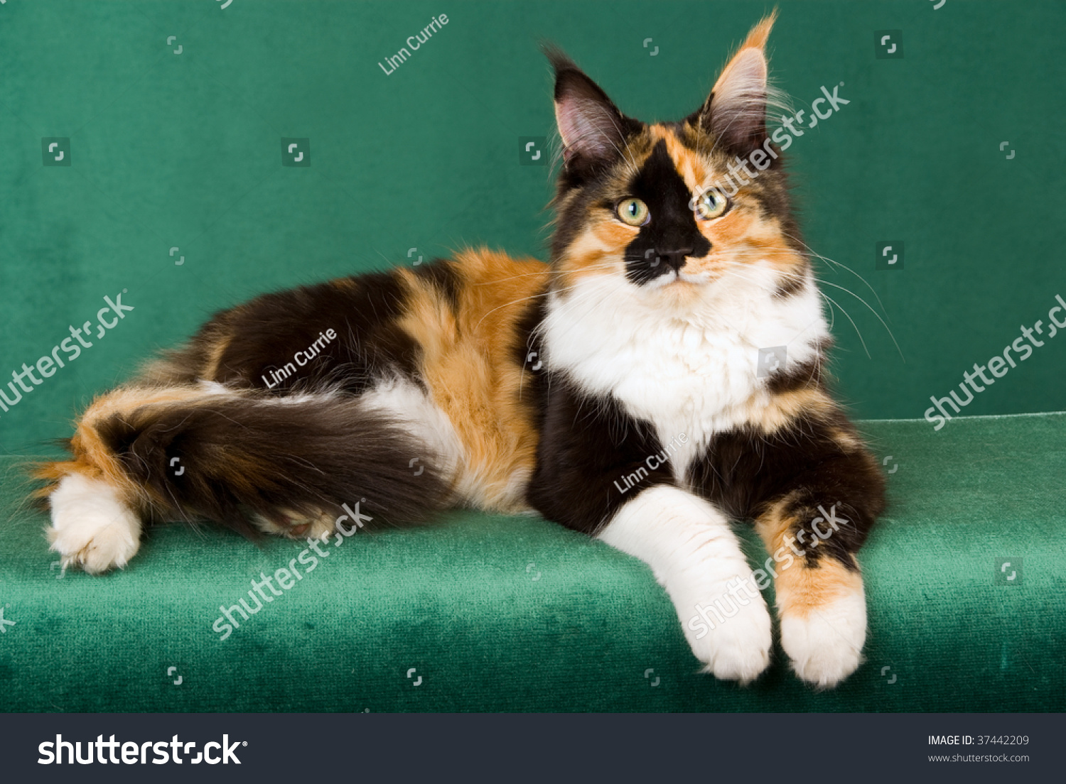 Calico Maine Coon On Green Background Stock Photo Edit Now 37442209