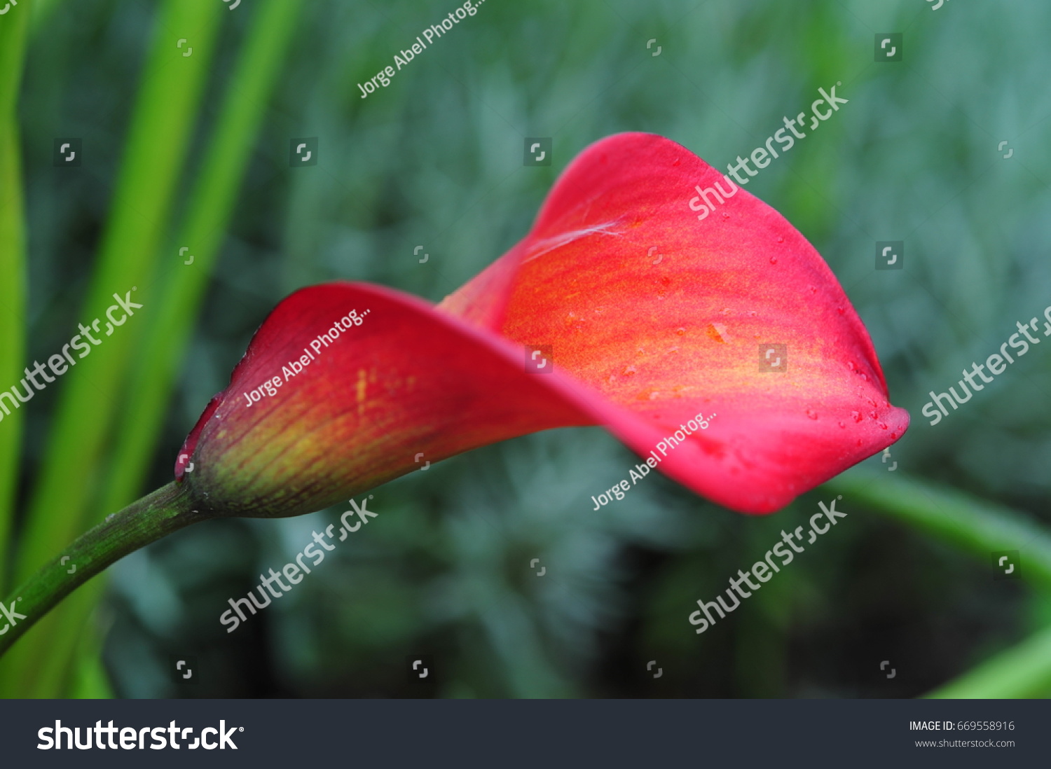 1 Afbeeldingen Voor Calla Dominique Afbeeldingen Stockfoto‘s En Vectoren Shutterstock 4358