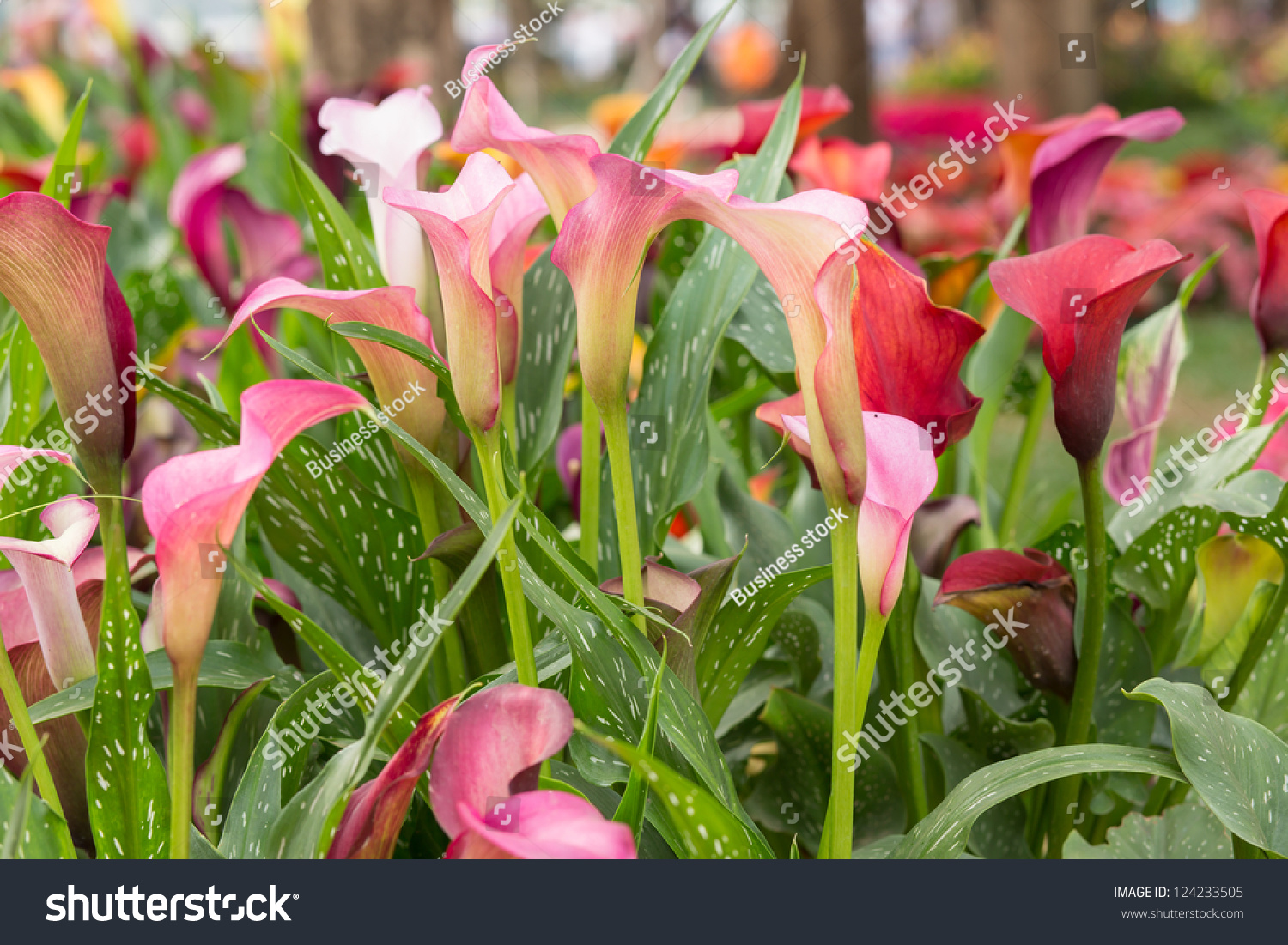 Calla Lily Field Stock Photo 124233505 : Shutterstock