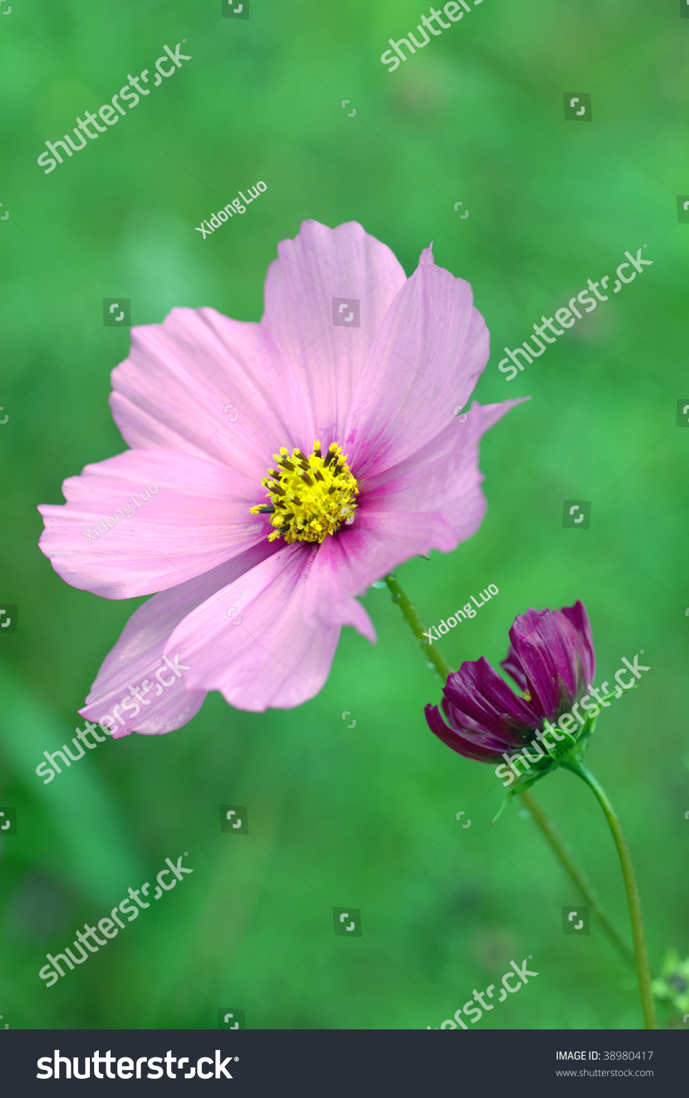 Calliopsis In Blossom Stock Photo 38980417 : Shutterstock