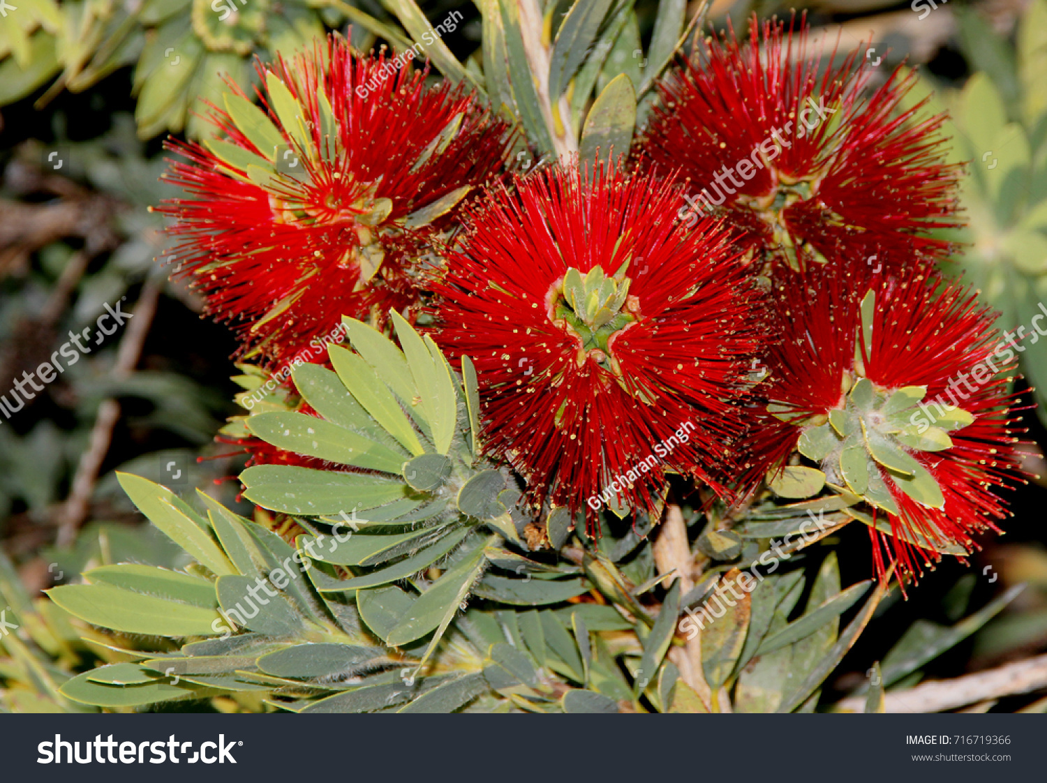 Callistemon Citrinus Little John Little John Stock Photo 716719366 ...