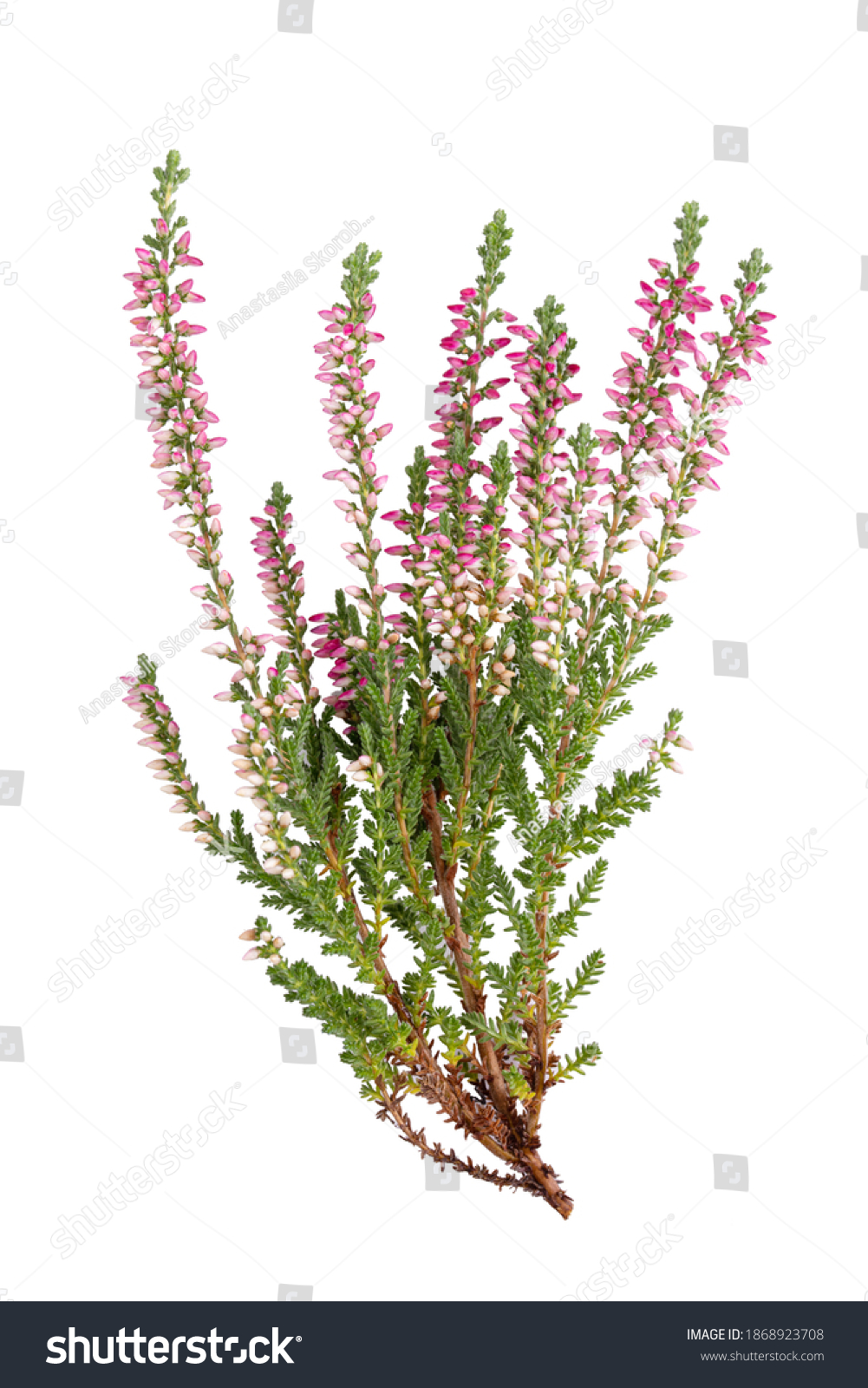 11,748 Red wildflower bush Images, Stock Photos & Vectors | Shutterstock