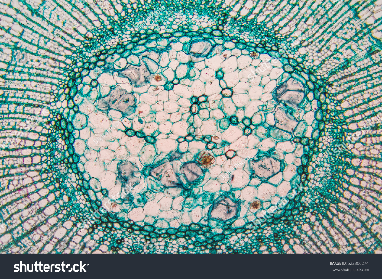 Cambial Cells Micro Preparation Samples Section Stock Photo 522306274 ...