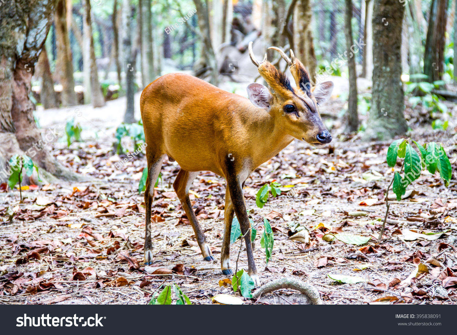 Cambodia 2015 - Cute Spotted Fallow Deer Stock Photo 395838091 ...