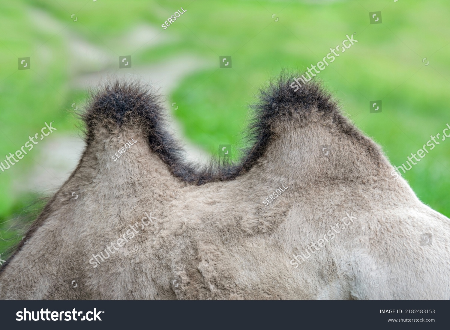 Camel Hump Closeup Back Camel Two Stock Photo 2182483153 | Shutterstock