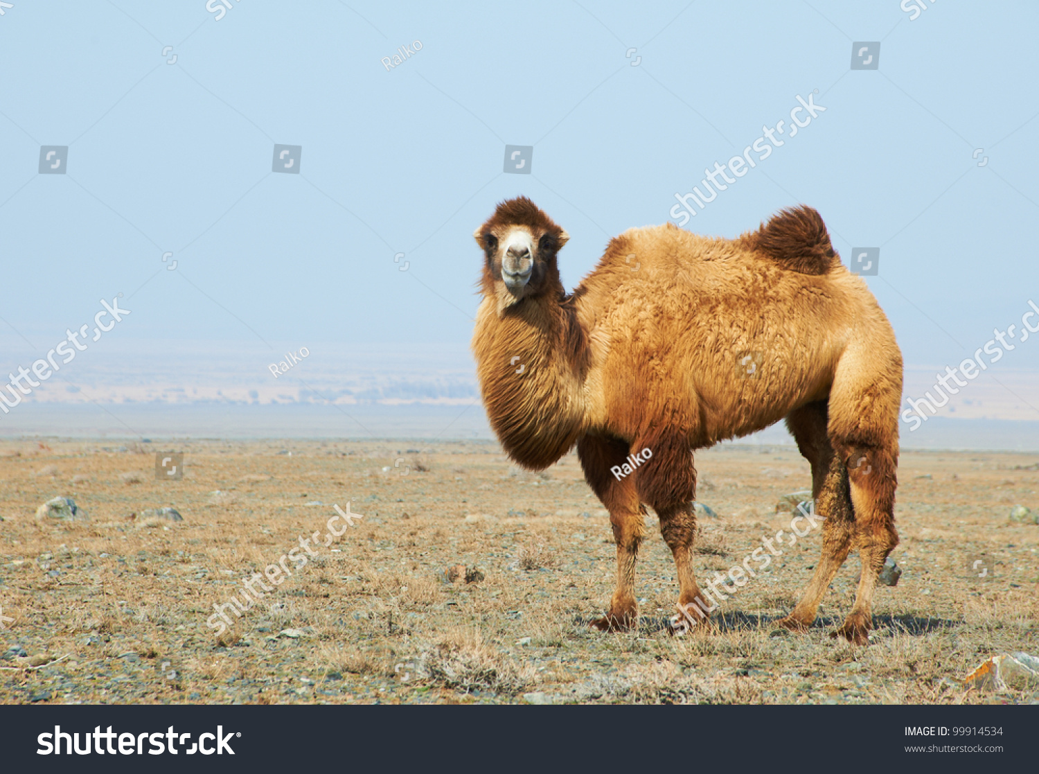 Camel In The Desert Kazakhstan Stock Photo 99914534 : Shutterstock