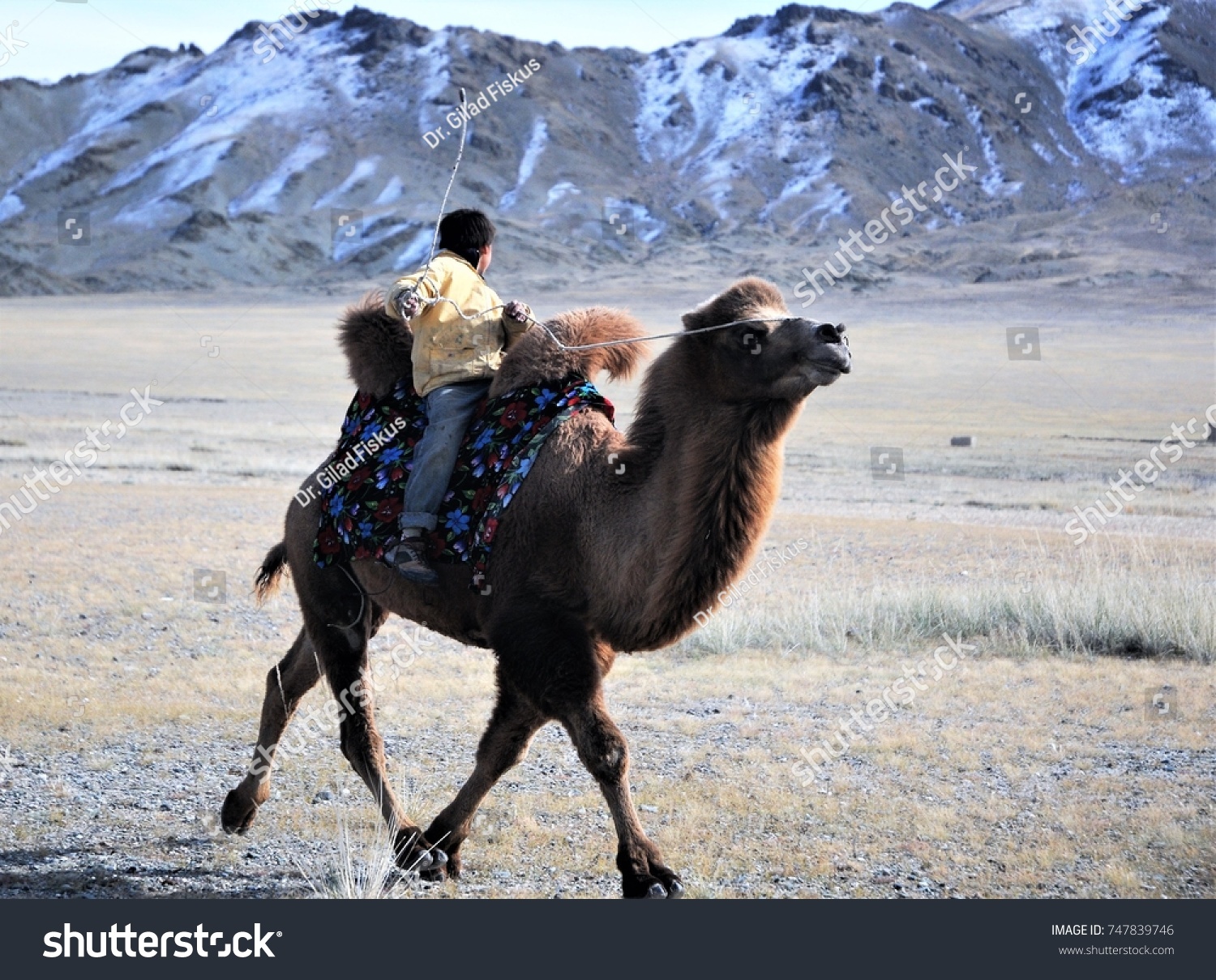 Camel Race During Golden Eagle Festival Stock Photo Edit