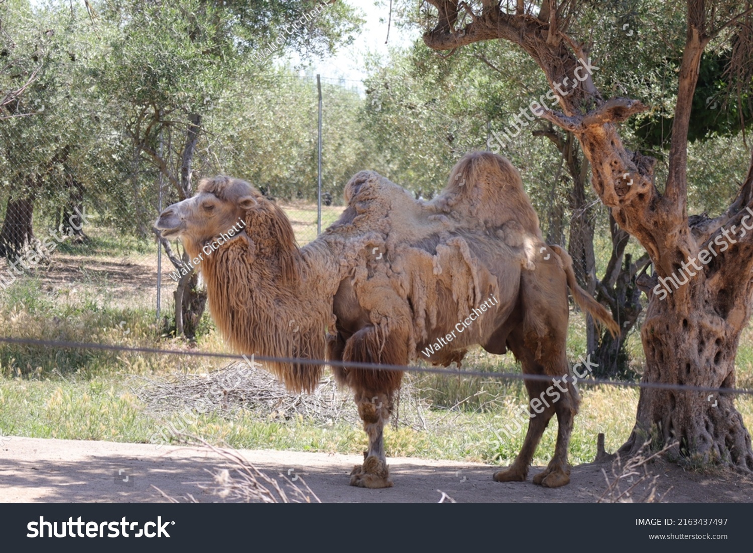 Camel Scientific Name Camelus Bactrianus Mammal Stock Photo 2163437497