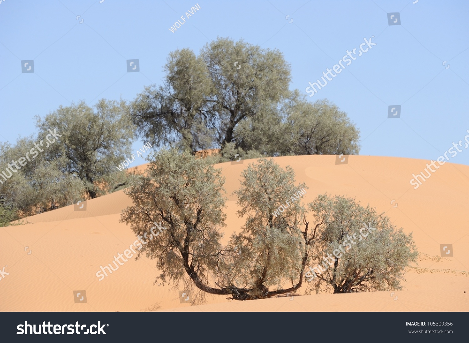 Camel Thorn Acacia Adapted Desert Climate Stock Photo (Edit Now) 105309356