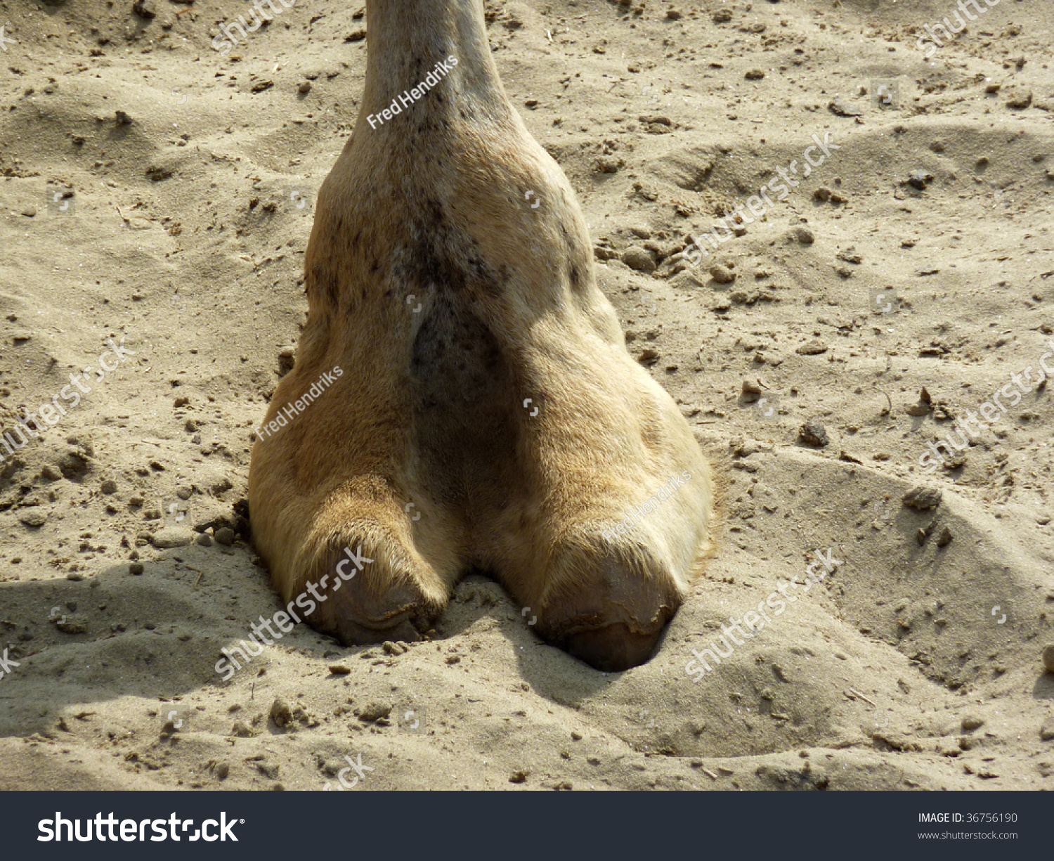 Camel Toe Images