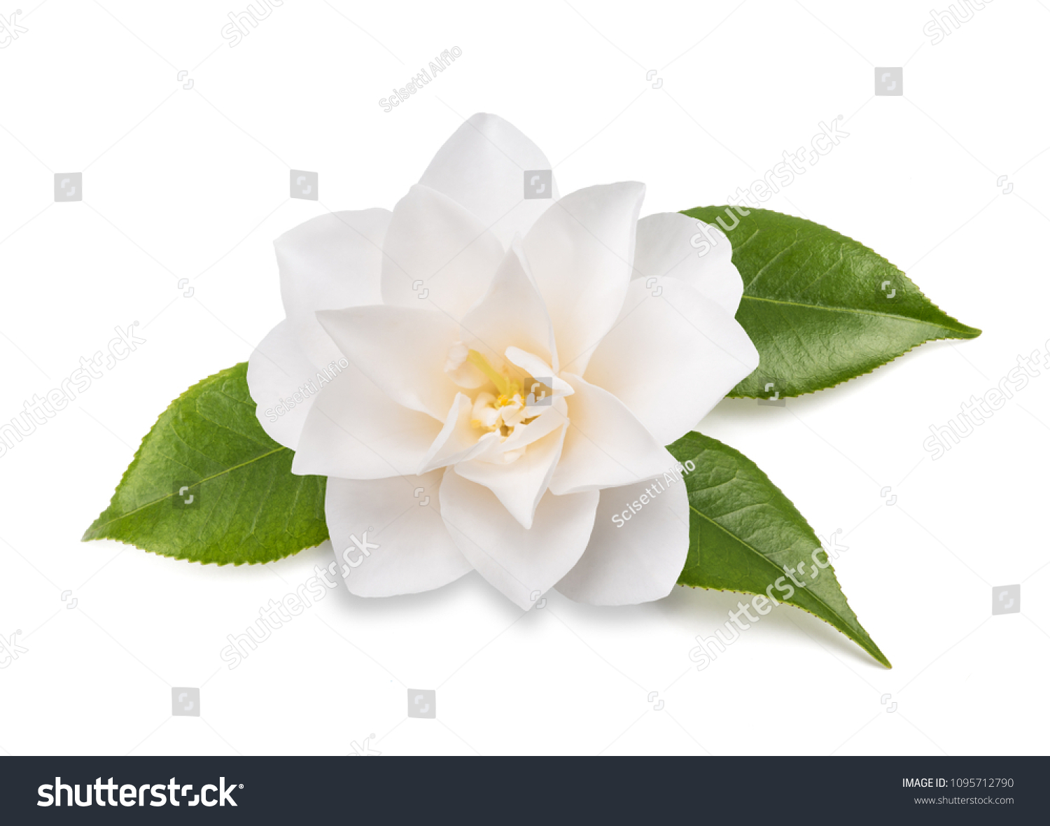 27,057 Camellia white Images, Stock Photos & Vectors | Shutterstock