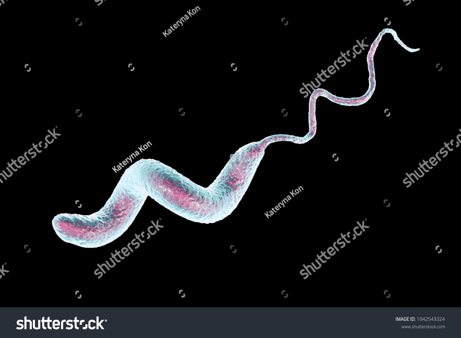 Campylobacter Jejuni Bacteria Images Stock Photos Vectors