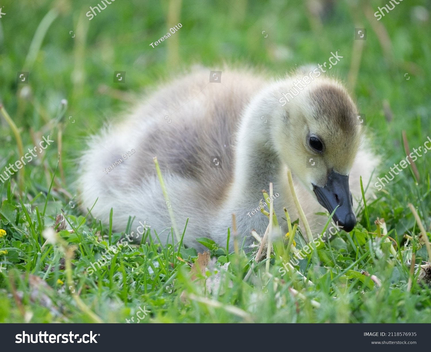 550 Goose looking down Images, Stock Photos & Vectors | Shutterstock