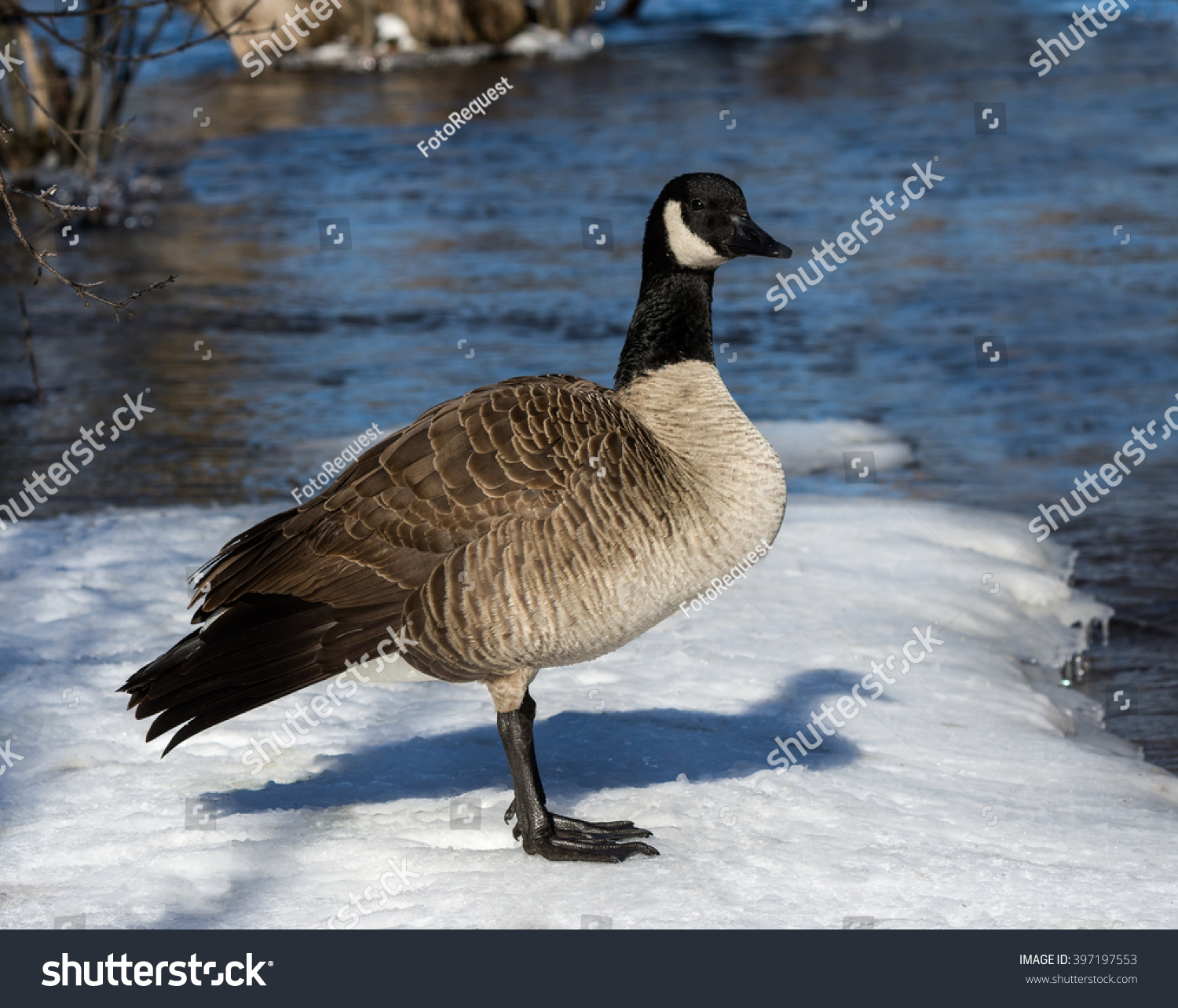 canada goose feather id canada goose feather id