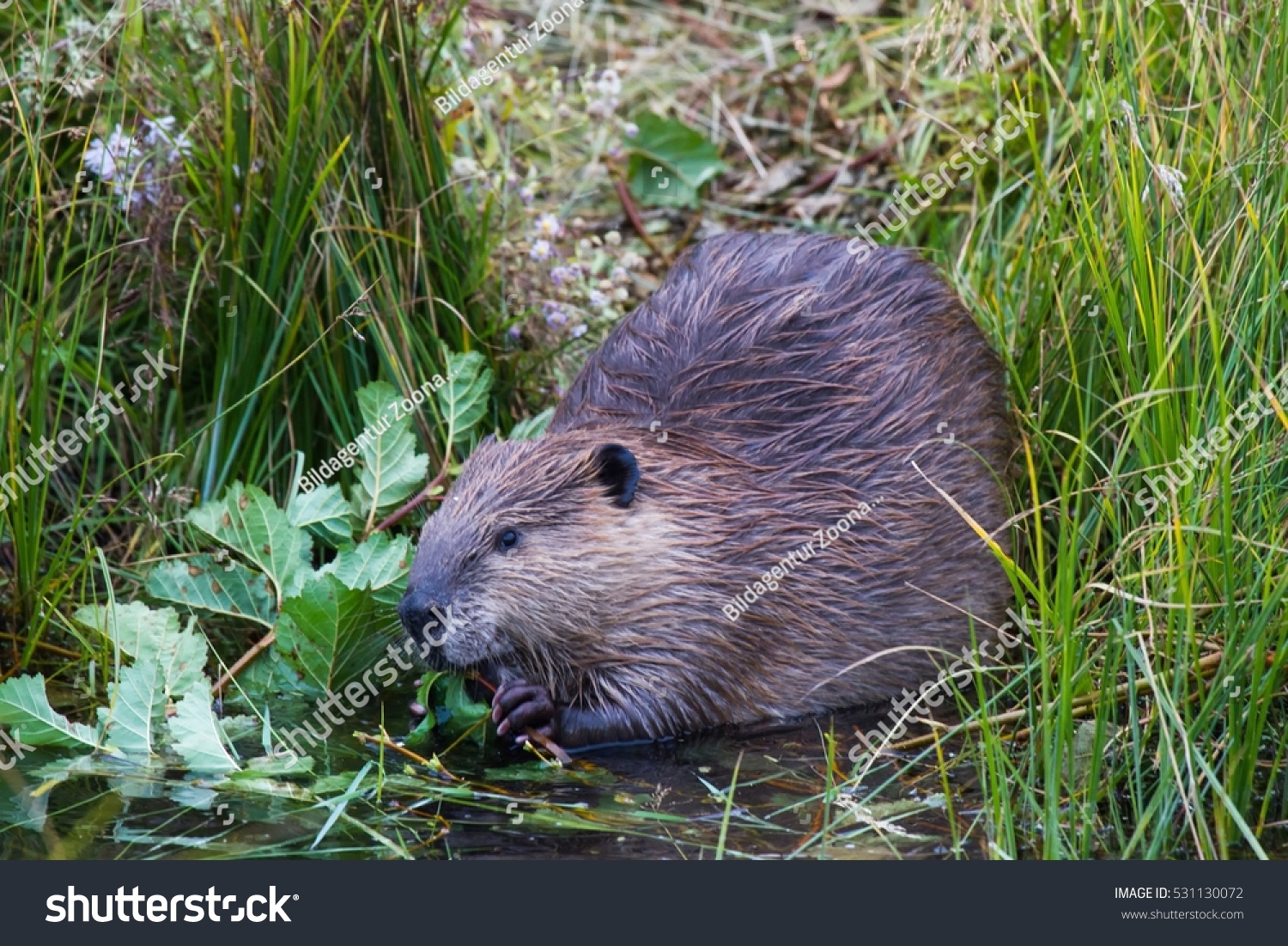 Canadian Beaver Stock Photo 531130072 - Shutterstock