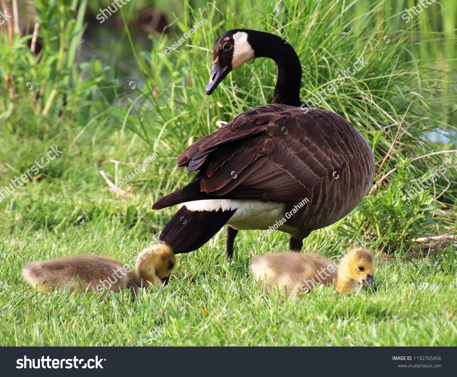 Canadian Geese Raising Their Young Stock Photo Edit Now 1192765456