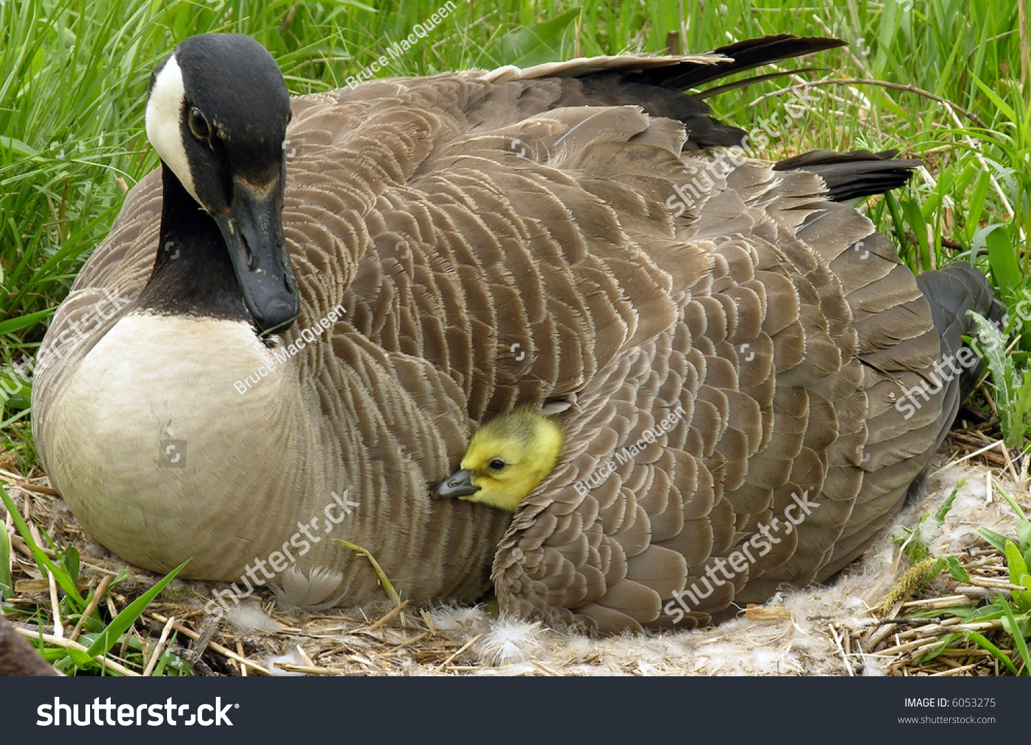 Canadian Gosling Under Its Mothers Wing. Stock Photo 6053275 : Shutterstock