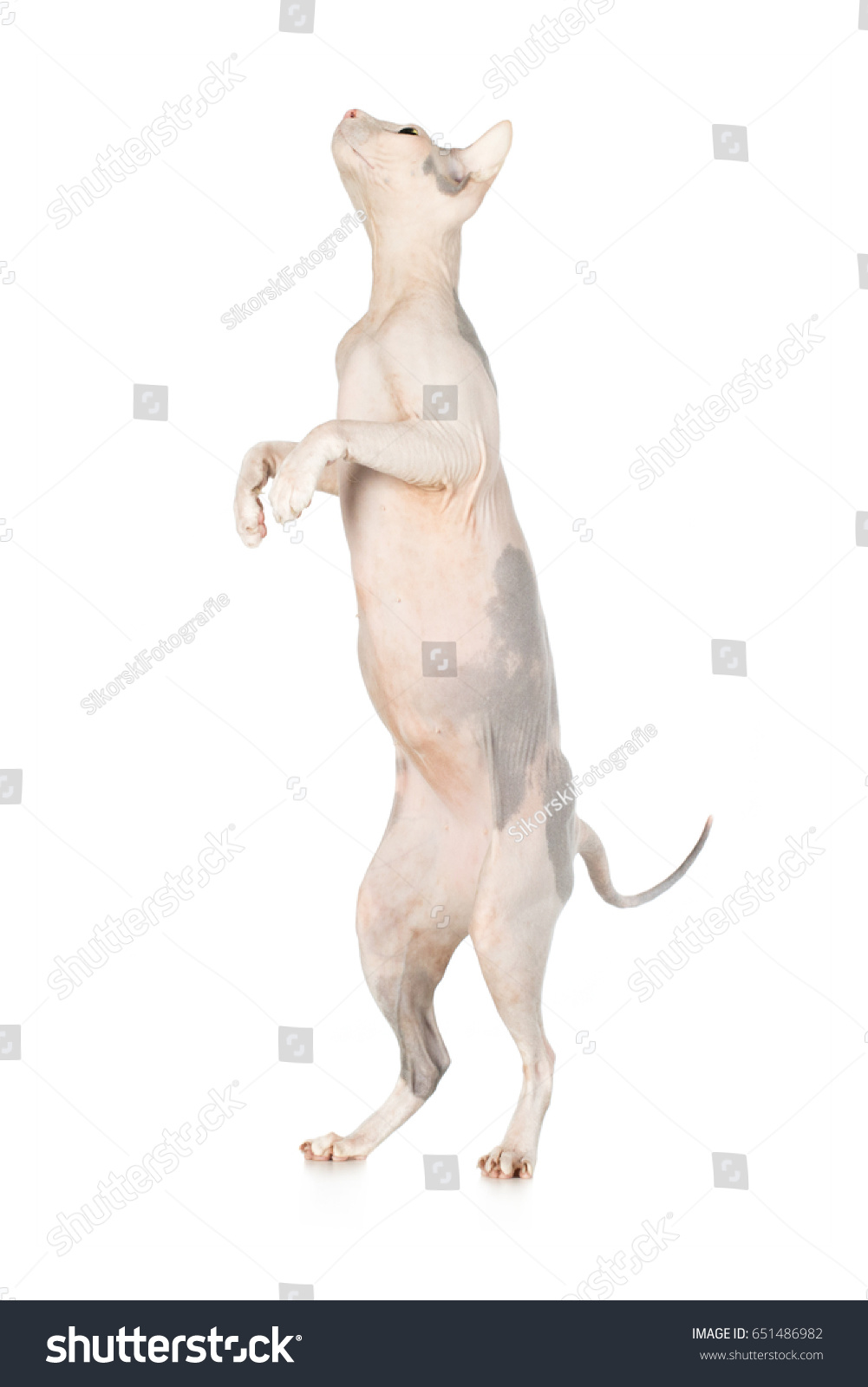 Canadian Sphynx Cat Breed Cat Naked Stock Photo Shutterstock