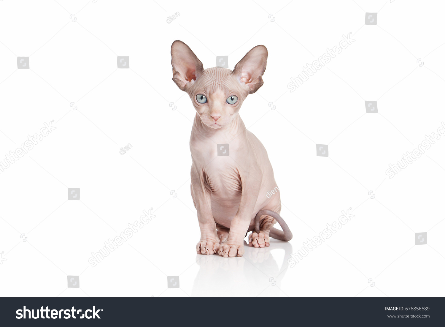 Canadian Sphynx Cat Kitten On White Stockfoto Jetzt