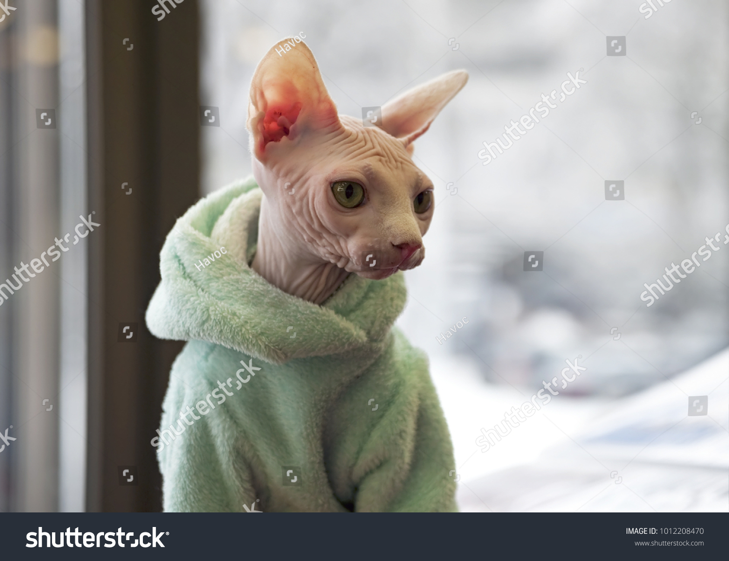 市販のジャケットを着たカナダのスフィンクス猫 の写真素材 今すぐ編集