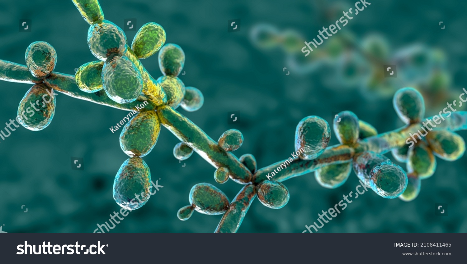 Candida Tropicalis Yeasts Microscopic Fungi That Stock Illustration