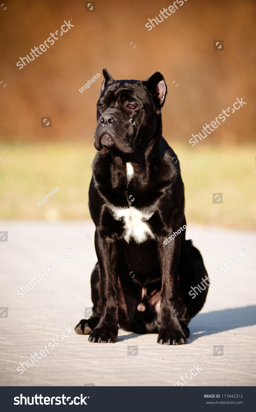 Cane Corso Dog Portrait Sitting Outside Stock Photo 117442312 ...