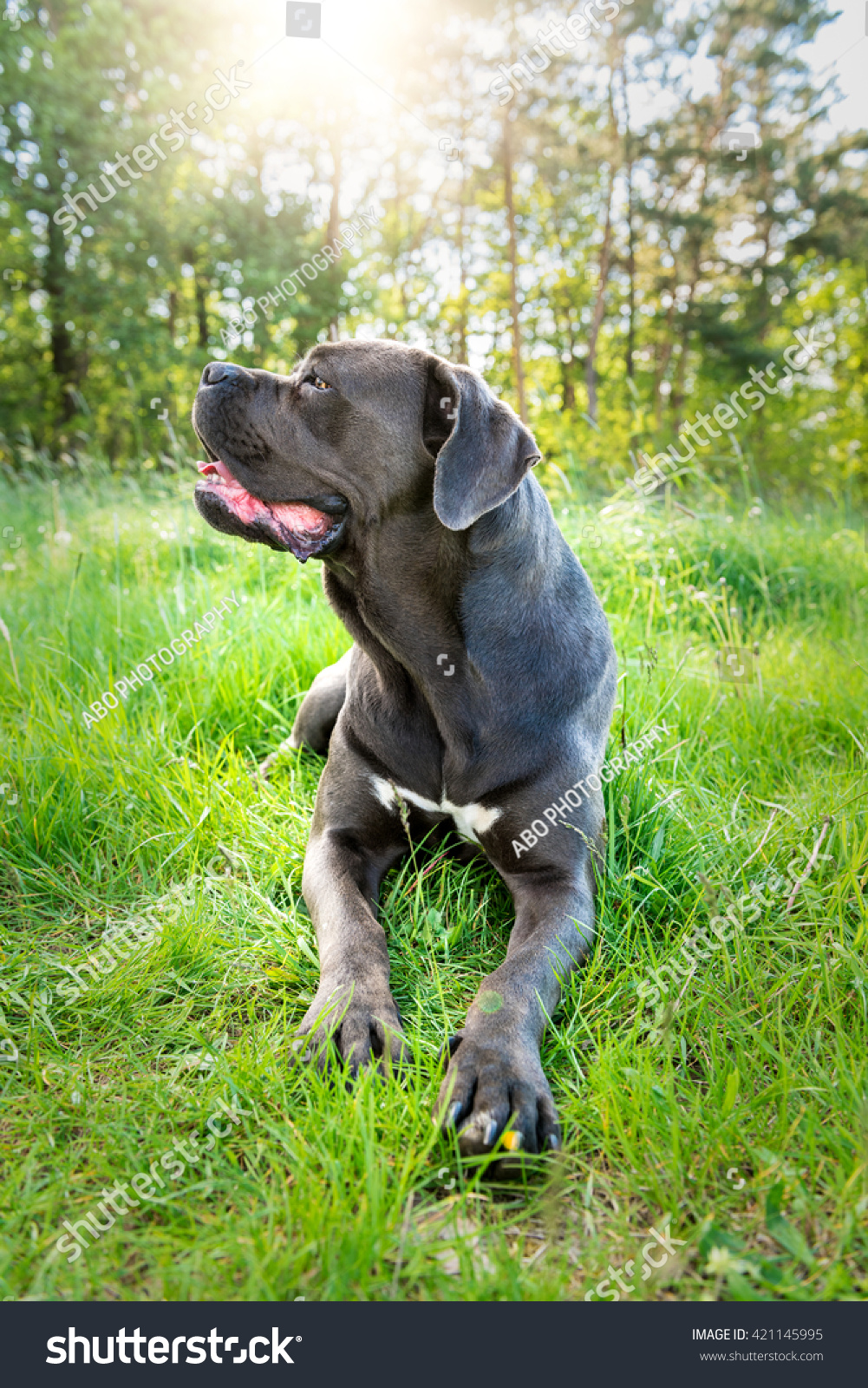 Cane Corso, Italian Mastiff Dog Stock Photo 421145995