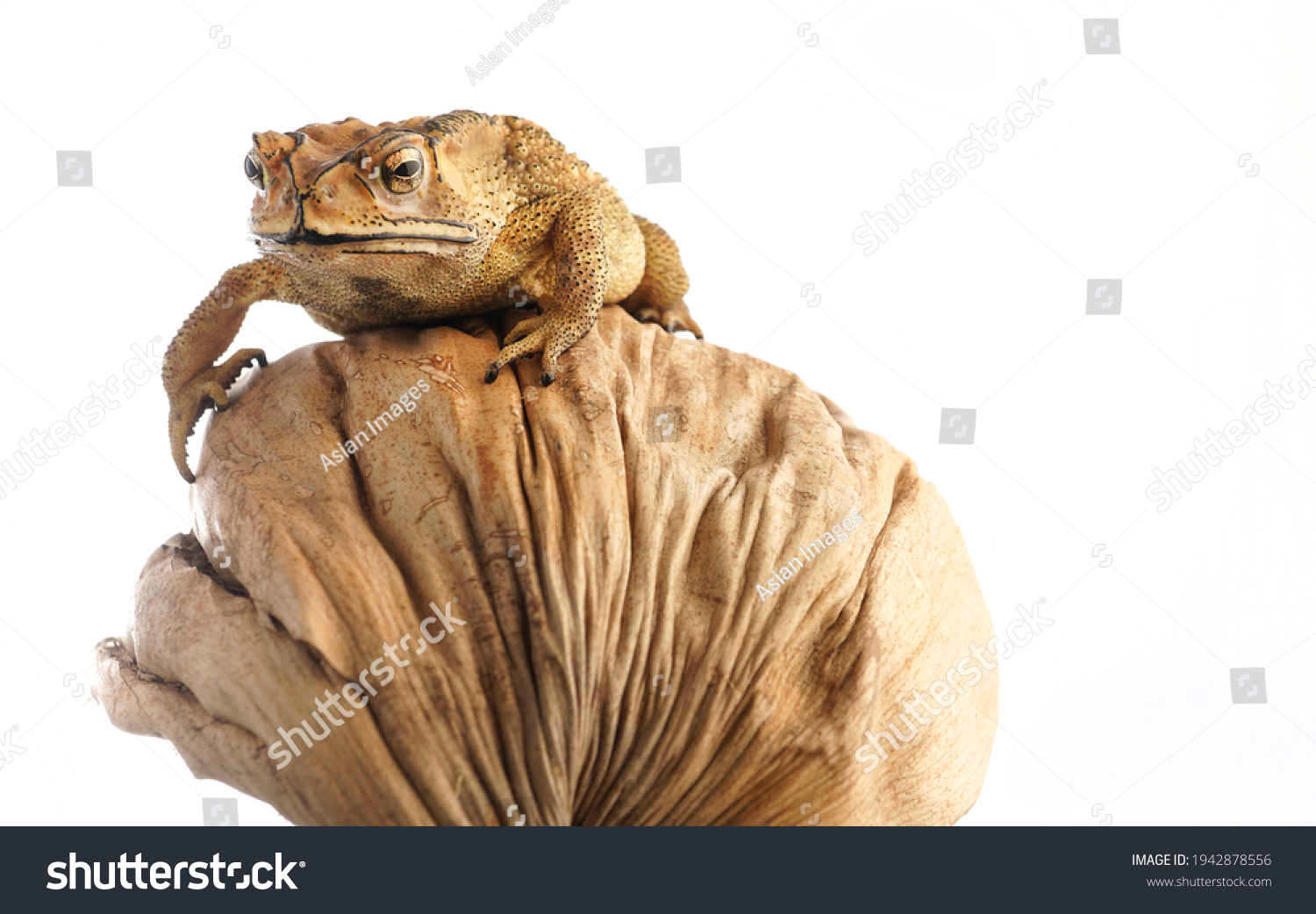 Cane Toad Asia On Dry Coconut Stock Photo 1942878556 | Shutterstock